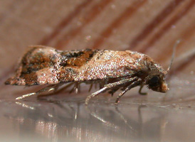Banded Cochylid